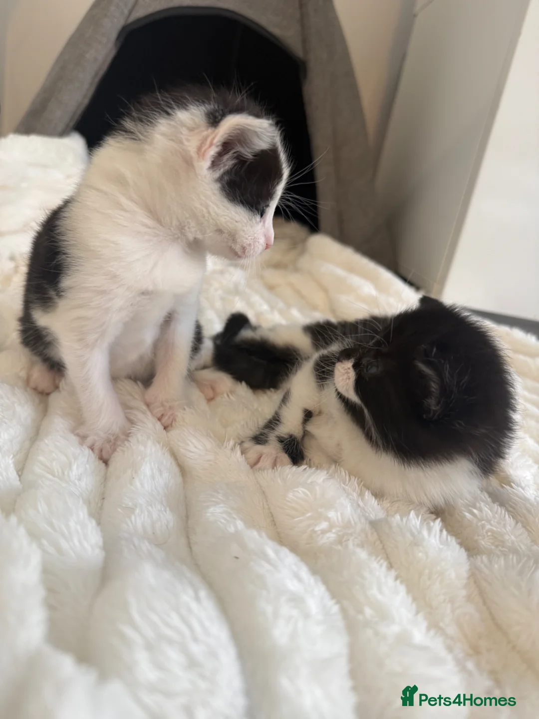 Mixed Breed cats for sale: Kittens For Sale  - Advert 1