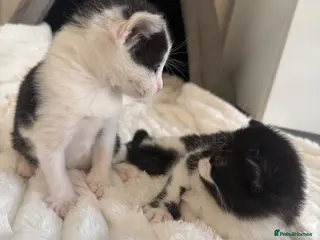 Mixed Breed cats Kittens For Sale - Advert 3