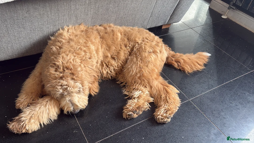 Mixed Breed dogs for sale: Stunning tuxedo Goldendoodle/Australian doodle  - Advert 2