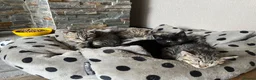 Persian cats for sale: Beautiful Persian X kittens for sale - Advert 19