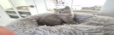 British Shorthair Kitten 6