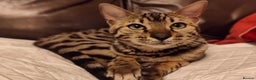 Bengal cats for sale: 1no. Female Bengal Kitten - Advert 12