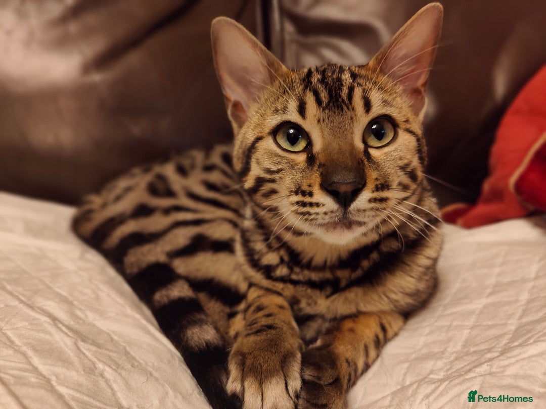 Bengal cats for sale: 1no. Female Bengal Kitten - Advert 12