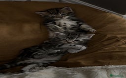 Mixed Breed cats for sale: 5 cute kittens for sale.  - Image 18