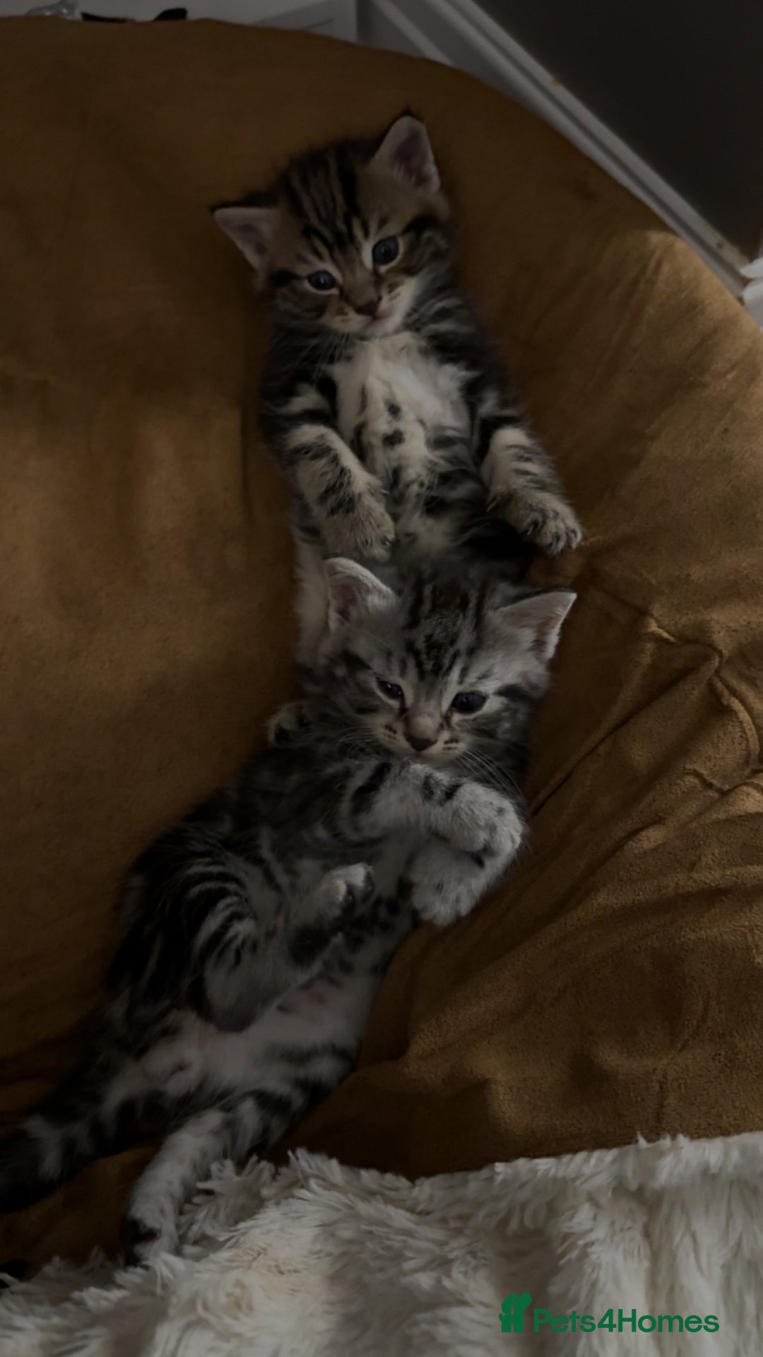 Mixed Breed cats for sale: 5 cute kittens for sale.  - Image 18