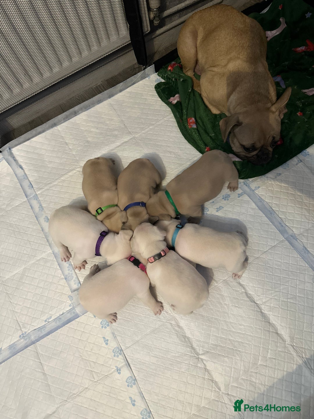 French Bulldog dogs for sale: French bulldog  - Image 4