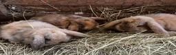 Mini Lop rabbits for sale: Baby mini lops rabbits  - Advert 7