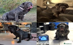 Neapolitan Mastiff dogs for sale: Neapolitan mastiff puppies due 27th September - Image 11