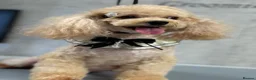 Toy Poodle dogs for sale: Asian type toy poodle  - Advert 27