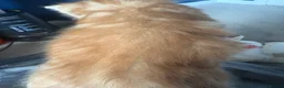 Domestic Shorthair cats for sale: Three gorgeous male kittens  - Advert 5