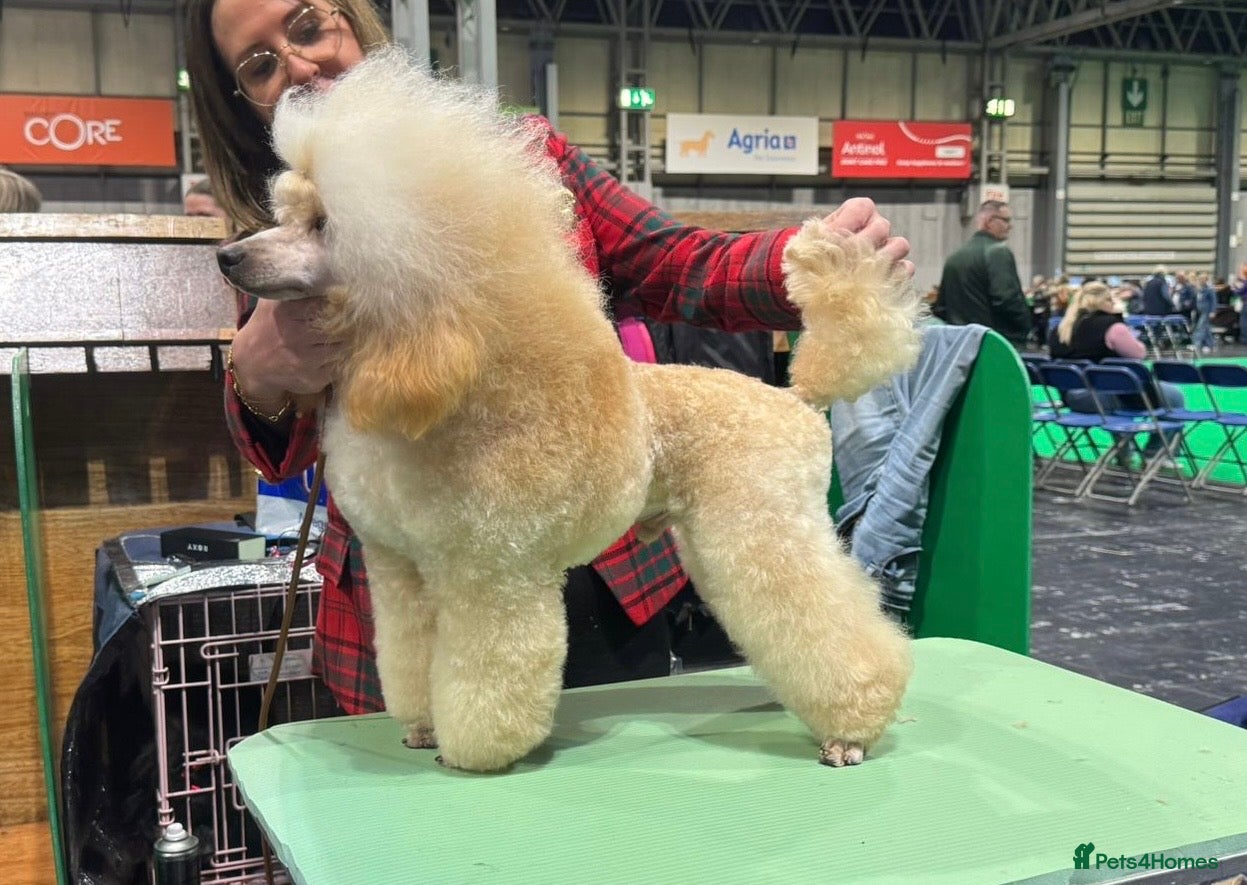 Toy Poodle dogs Health Tested & Crufts qualified Toy Poodle  - Advert 1