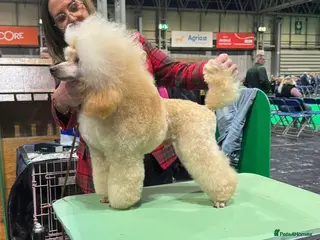 Toy Poodle dogs Health Tested & Crufts qualified Toy Poodle - Advert 1