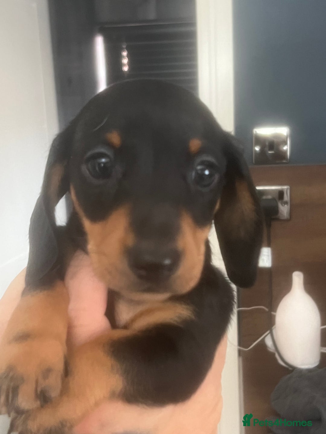 Miniature Dachshund dogs for sale: Ready now Last boy KC REG PRA CLEAR - Image 8