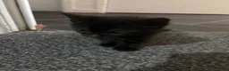 British Shorthair cats for sale: Kittens  - Advert 4