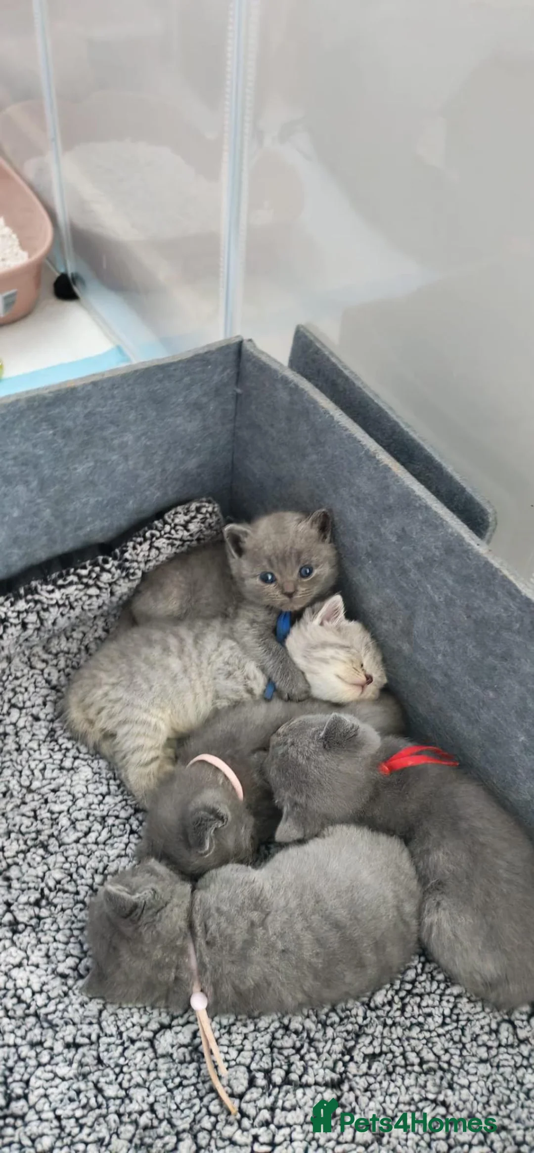 British Shorthair cats for sale: British shorthair cross in Nottingham - Advert 16