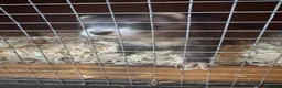 Ferret rodents for sale: Jill ferret - Advert 3