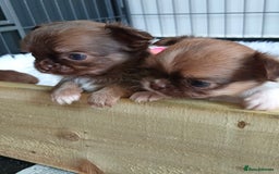Chihuahua dogs for sale: Only one beautiful boy left,he's totally stunning  - Image 31