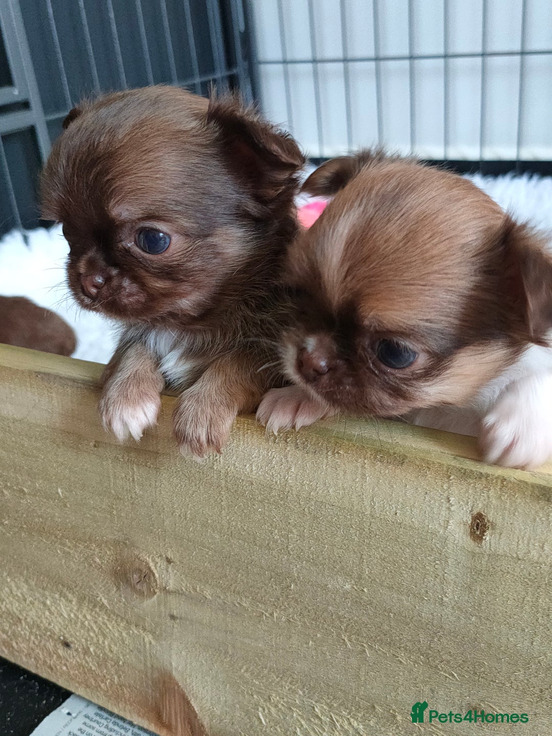 Chihuahua dogs for sale: Only one beautiful boy left,he's totally stunning  - Image 31