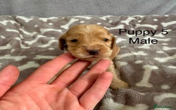 Cocker Spaniel dogs for sale: 🐾⭐️Exceptional ShowType Cocker Spaniel Puppys🐾⭐️ - Image 11