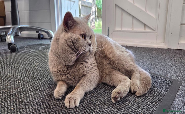 British Shorthair cats - Advert 14