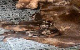 Miniature Dachshund dogs for sale: Gorgeous Miniature Dachshunds - Image 28