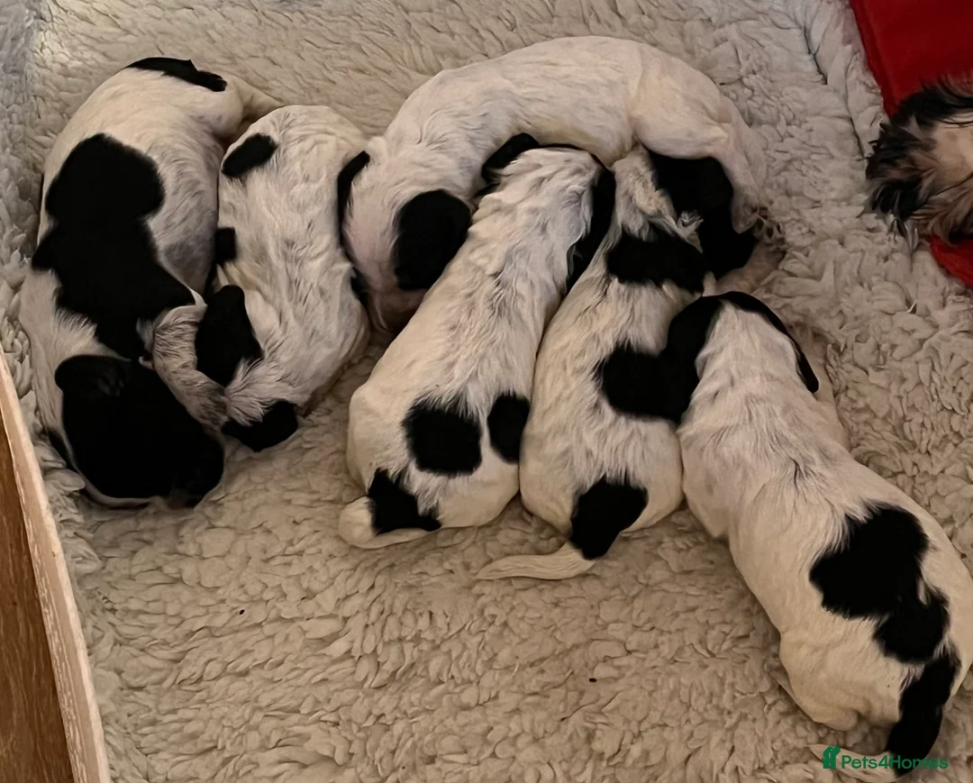 Cocker Spaniel dogs for sale: Blue Roan Cocker Spaniel puppies - Advert 3