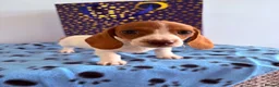 Miniature Dachshund dogs for sale: ⭐️💕miniature dachshund pups⭐️💕 - Advert 8