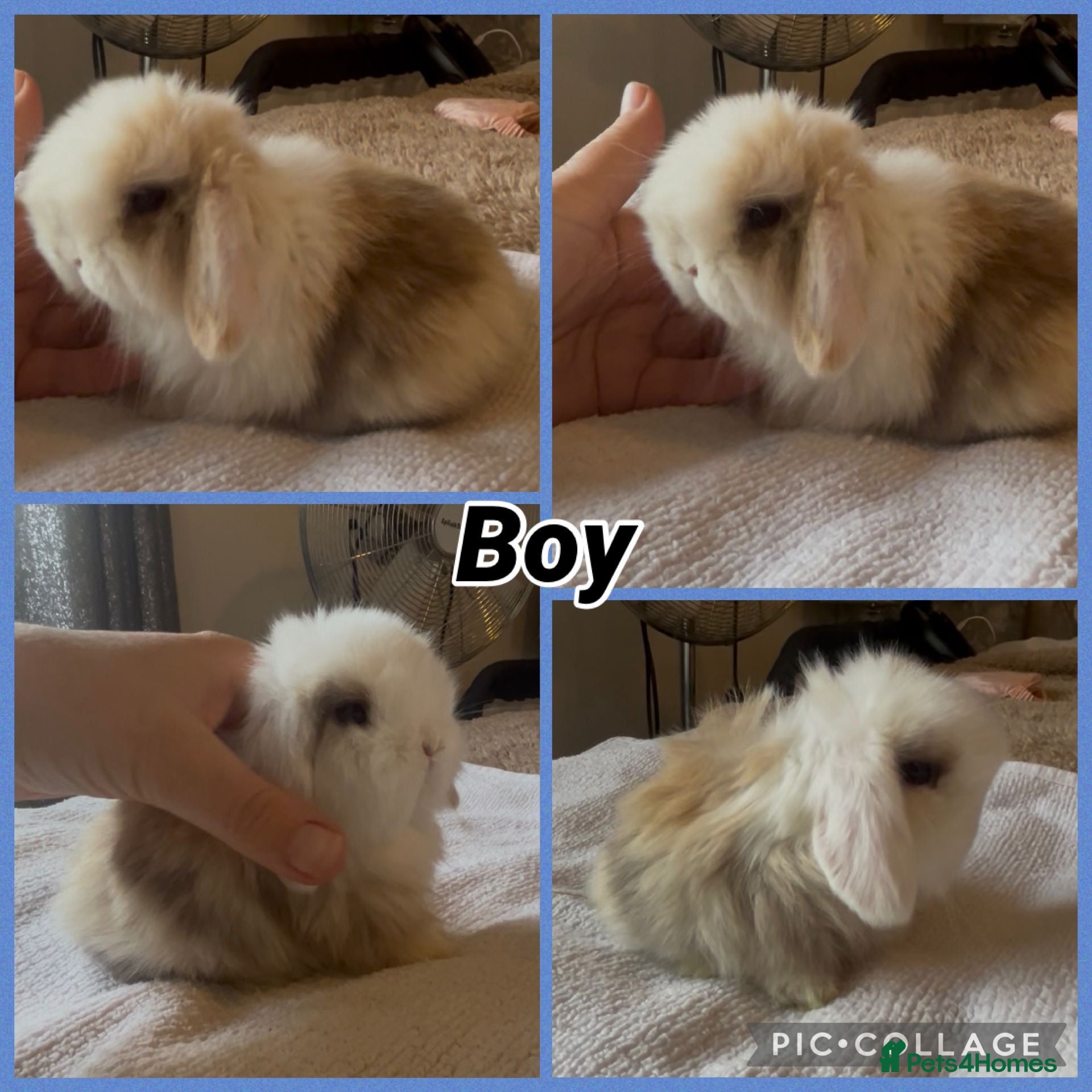 Mini Lop rabbits PEDIGREE MINI LOP BABIES READY TO RESERVE  - Advert 3