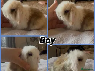 Mini Lop rabbits PEDIGREE MINI LOP BABIES READY TO RESERVE - Advert 3