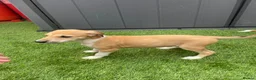 Saluki dogs for sale: Saluki puppies 8 weeks old  in Chertsey - Advert 3