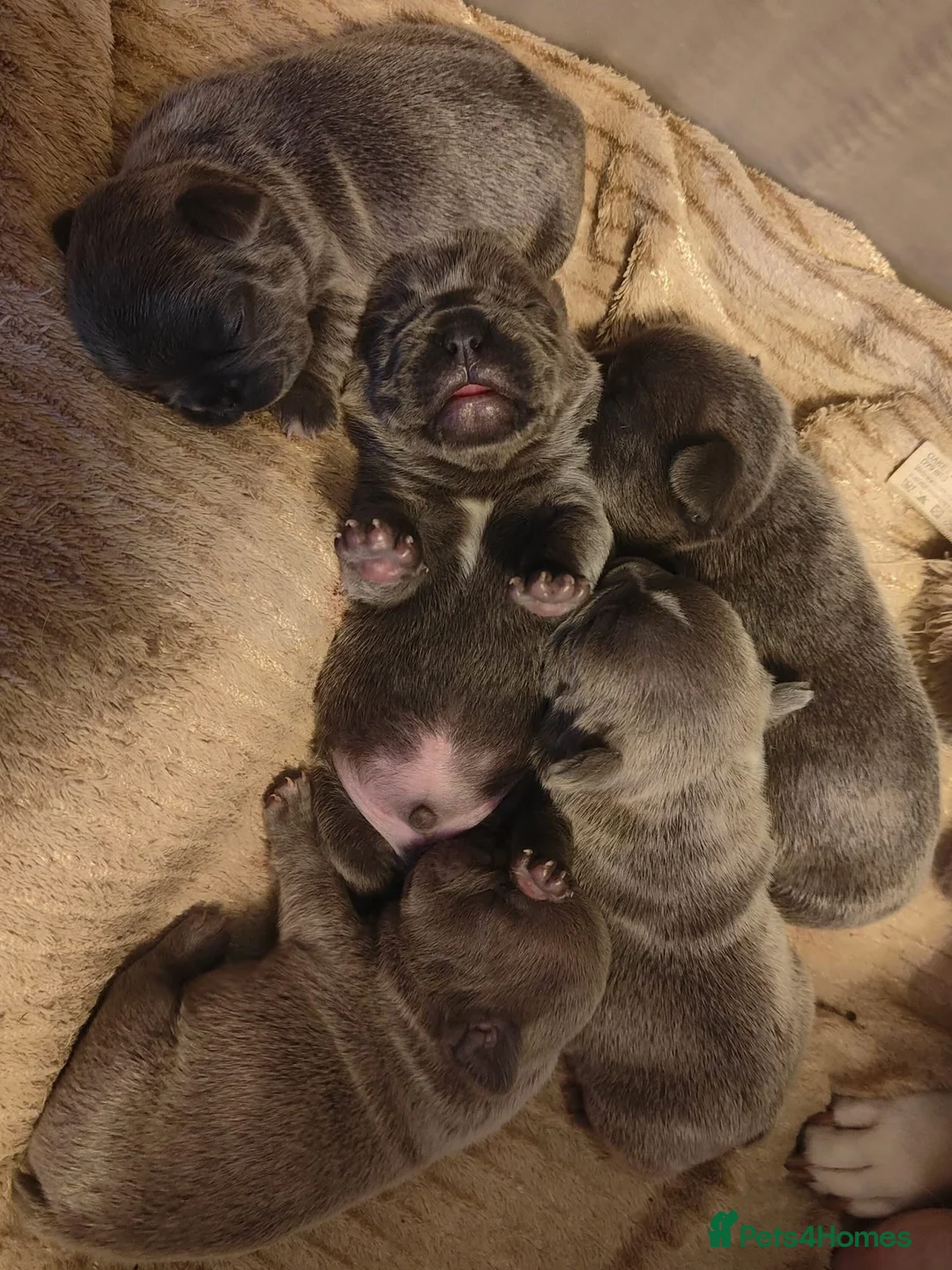 French Bulldog dogs for sale: Gorgeous KC Reg Blue and Lilac Frenchies Babies - Advert 9