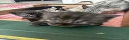Bengal cats for sale: Bengal cross kittens  - Advert 29