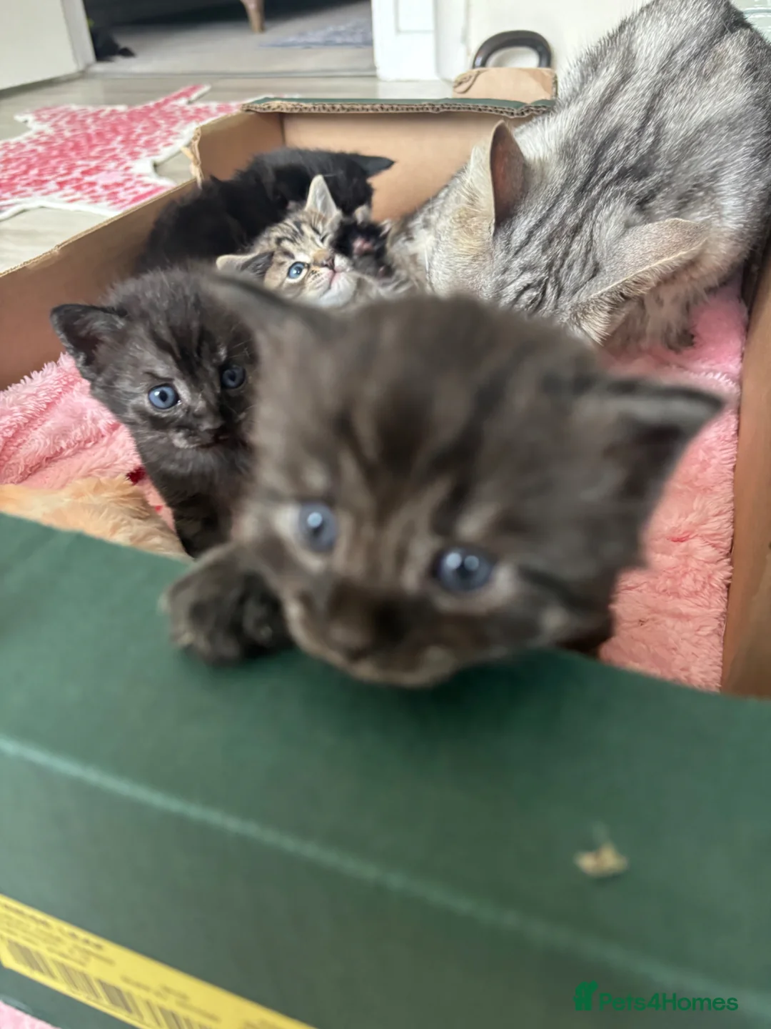 Bengal cats for sale: Bengal cross kittens  - Advert 29