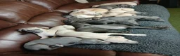 Whippet dogs for sale: High Quality Whippet pups Crufts - Advert 3