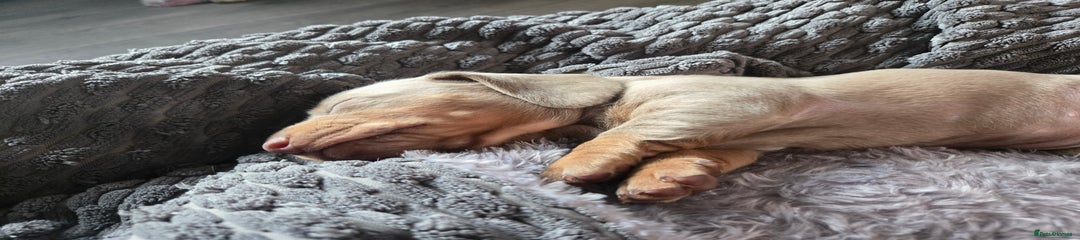 Dachshund Puppy 2