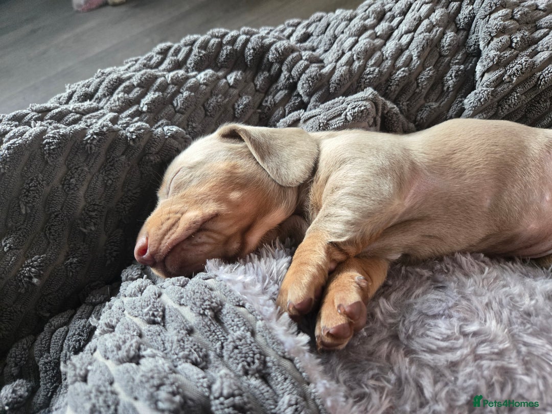 Dachshund dogs for sale: Beautiful Dachshund Puppies - Image 12