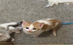 Mixed Breed cats for sale: Beautiful bundles of fun - Image 5