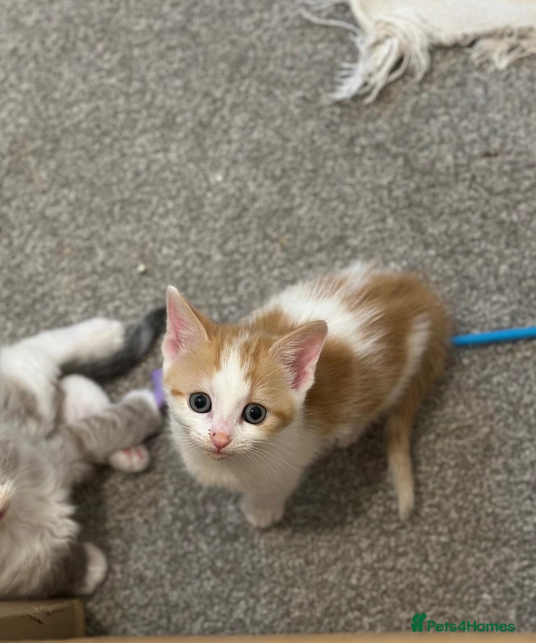 Mixed Breed cats for sale: Beautiful bundles of fun - Image 5