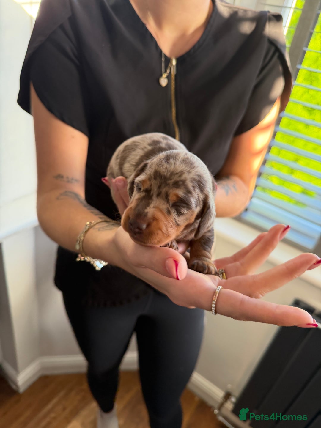 Miniature Dachshund dogs for sale: KC reg Miniature Dachshunds available 24thDecember - Advert 13