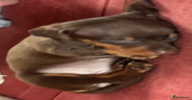 Dachshund dogs - Advert 9