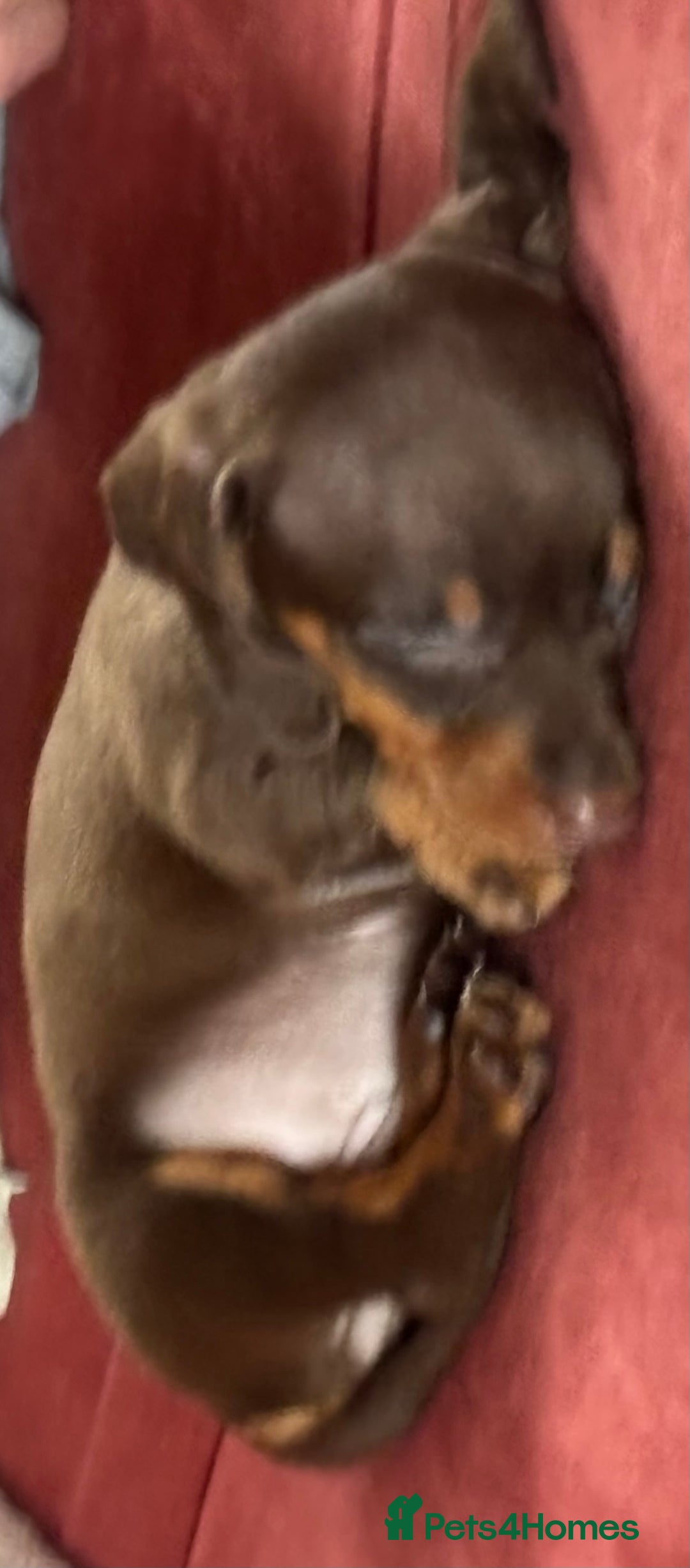 Dachshund dogs for sale: Puppy needs a new loving forever home. *Ready now* - Image 4