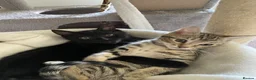 Bengal cats for sale: Bengal cross  - Advert 7