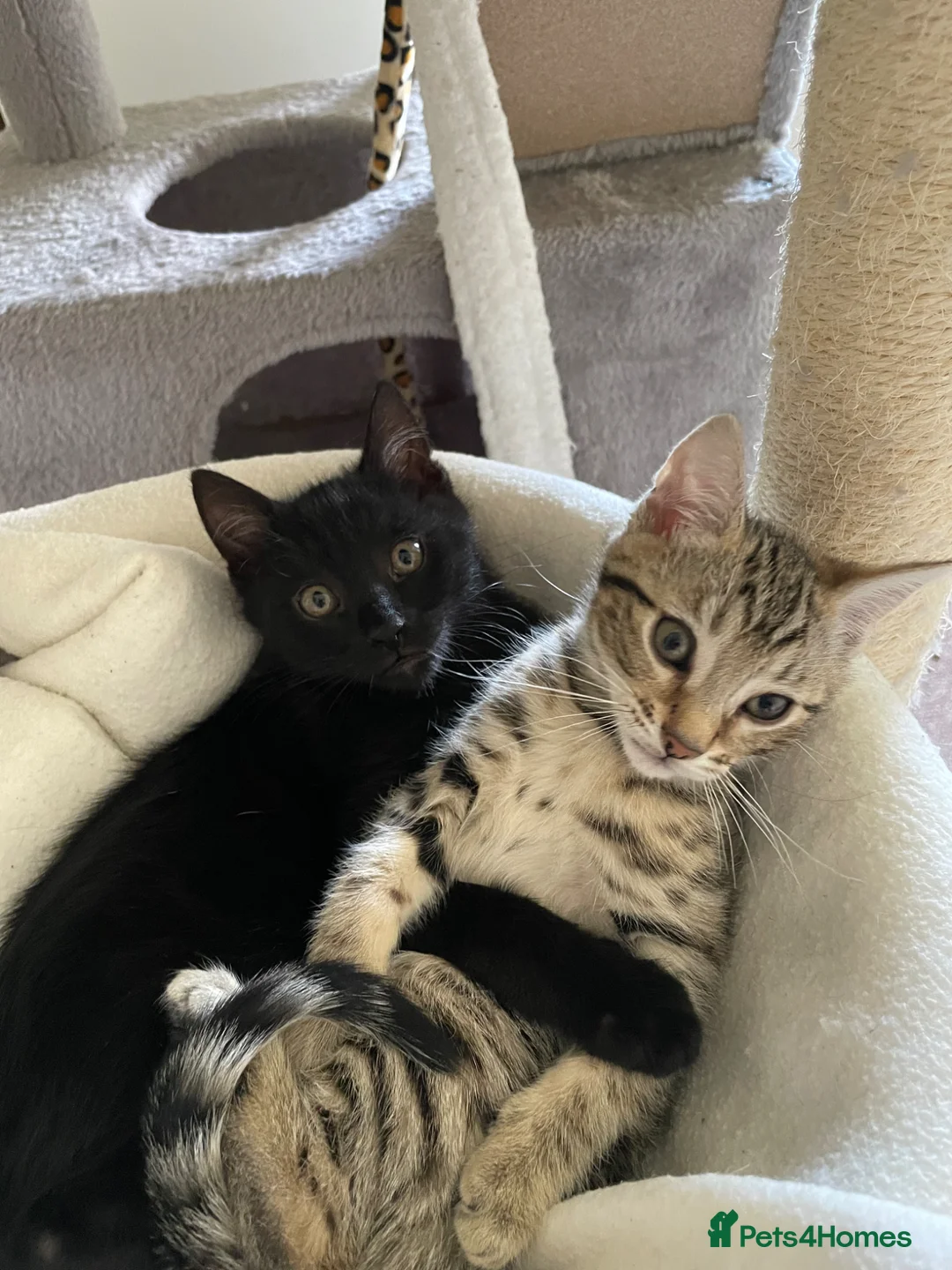 Bengal cats for sale: Bengal cross  - Advert 7