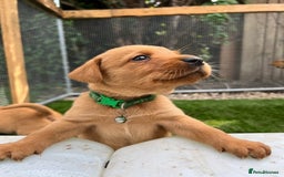 Labrador Retriever dogs for sale: Fox Red Labrador Retriever Puppies🐾 - Advert 7