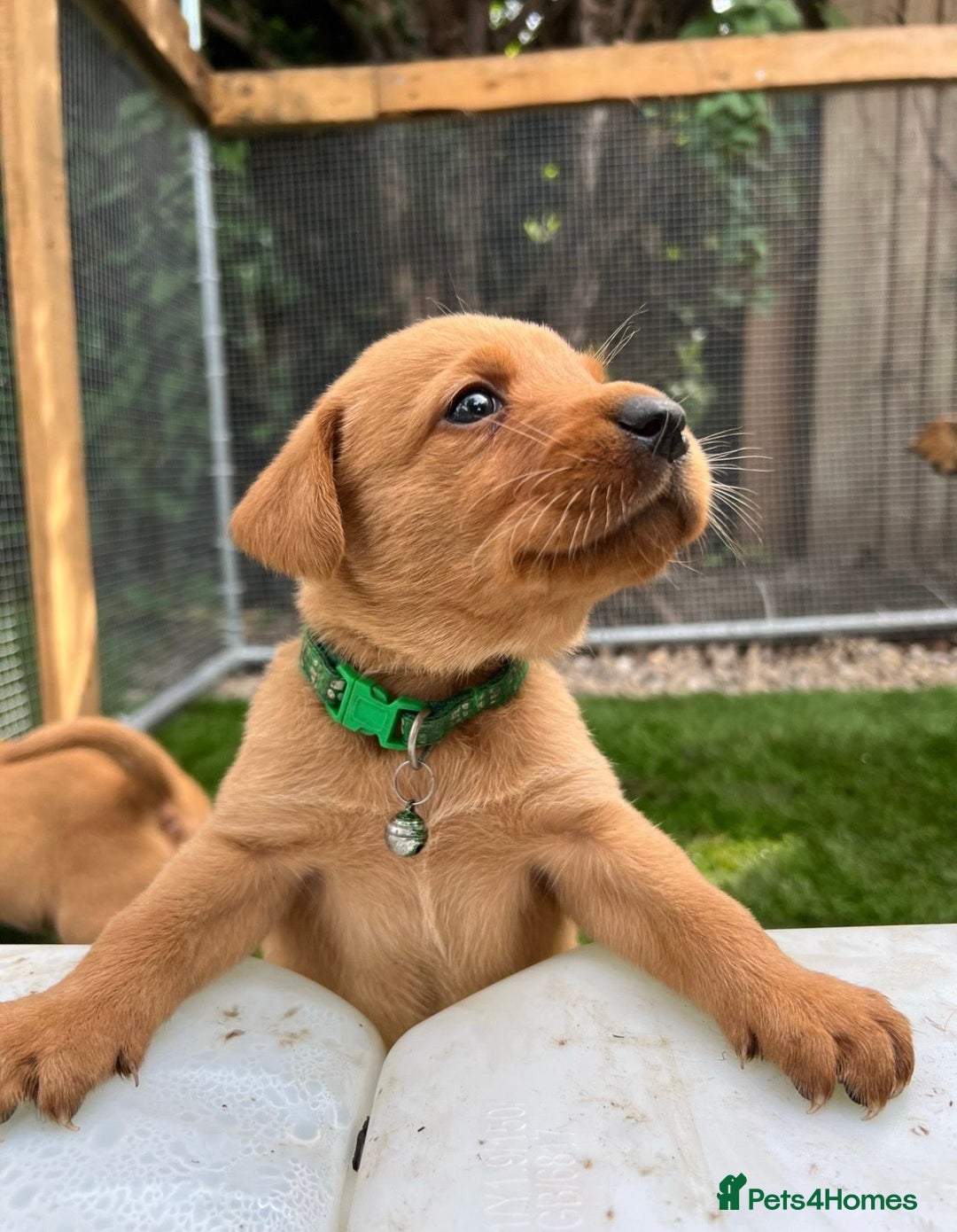 Labrador Retriever dogs for sale: Fox Red Labrador Retriever Puppies🐾 - Advert 7