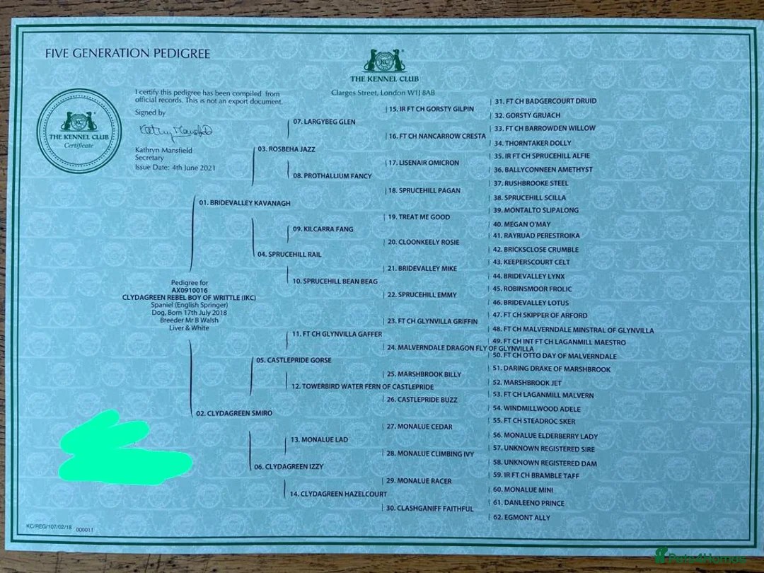 English Springer Spaniel dogs for stud: Working English Springer Spaniel Stud Health Test in Chelmsford - Advert 15