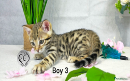 Bengal cats for sale: 3 brown bengal boys - Image 13