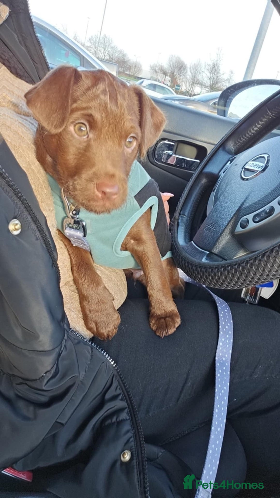 Patterdale Terrier dogs for sale: Patterdale male  - Advert 3