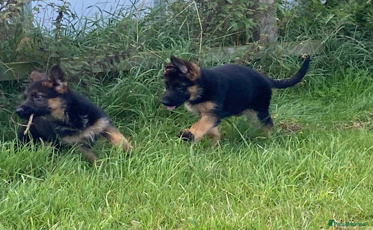 German Shepherd dogs - Advert 4