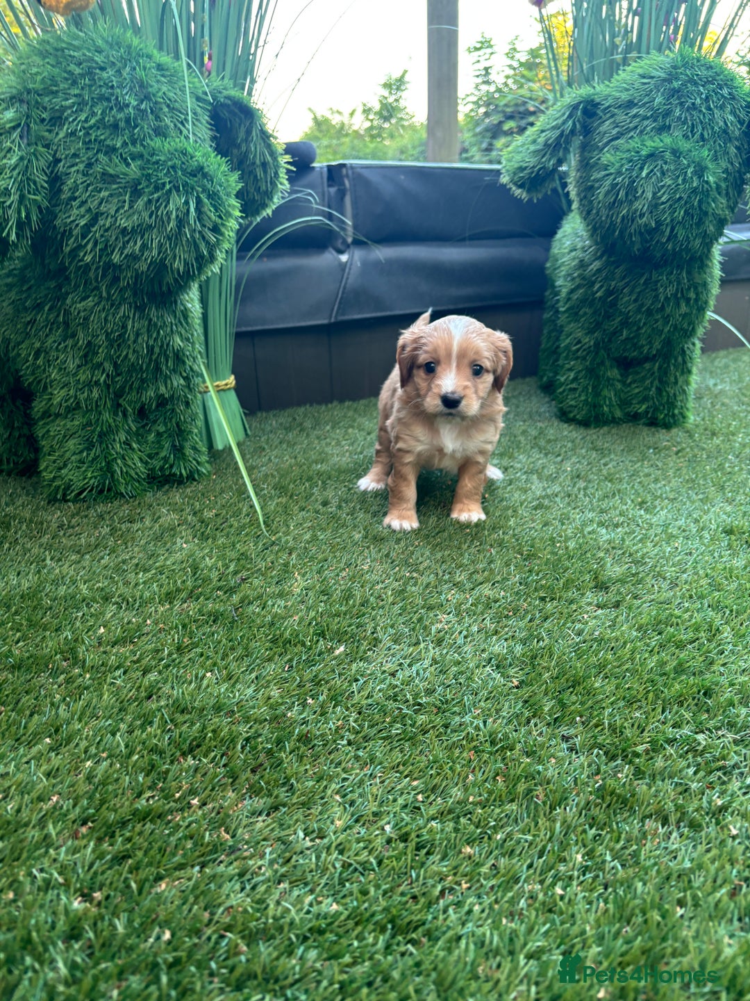 Mixed Breed dogs for sale:  Cockerainan   - Image 6